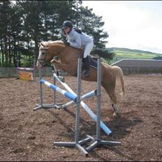 Palomino Maigret (Solgt)