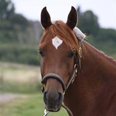Arabisk fuldblod (OX) GHAZAL AL BAHIR. VINDENS SANG