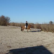 Tysk Sportspony Principal Touch 