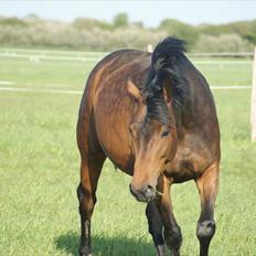 Anden særlig race The Royal Angel