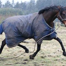 Dansk Varmblod lundebakken's gordon-diva