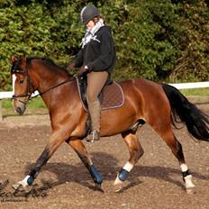 Irsk Sportspony CARLOS