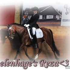 Welsh Partbred (Sec F) Coelenhage's Reza RSDH