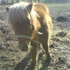 Shetlænder Kaos ¤bette skid¤