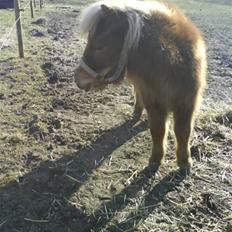 Shetlænder Kaos ¤bette skid¤