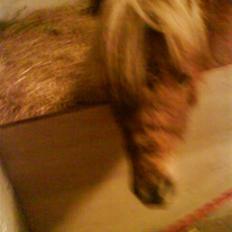 Shetlænder Kaos ¤bette skid¤