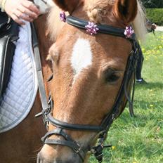 Anden særlig race picasso<3(gl.part:( !!!!)