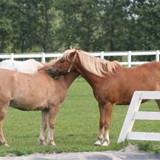 Anden særlig race picasso<3(gl.part:( !!!!)