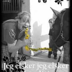 Dansk Varmblod Pari Petti Mårsø