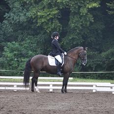 Irsk Sportspony Admiral charò <3<3