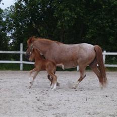 Welsh Mountain (sec A) Stendyssen's Sweet Sensation