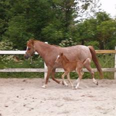 Welsh Mountain (sec A) Stendyssen's Sweet Sensation