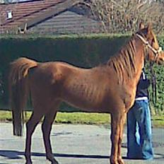 Arabisk fuldblod (OX) GHAZAL AL BAHIR. VINDENS SANG