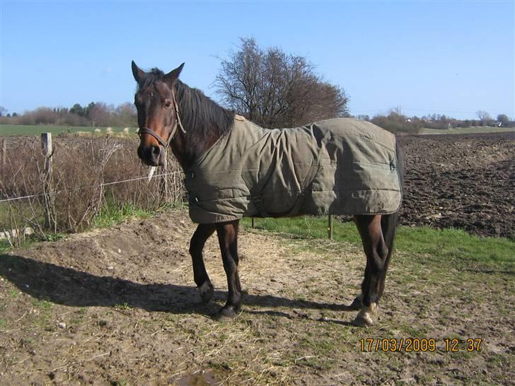 Anden særlig race Lillegårdens Zacho billede 8