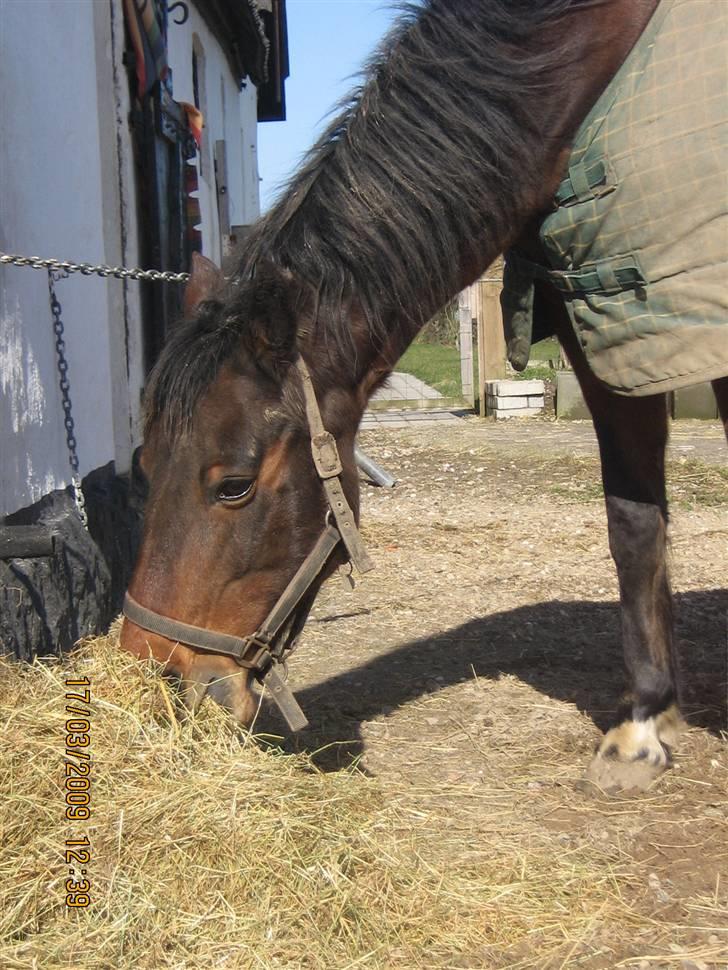 Anden særlig race Lillegårdens Zacho billede 12
