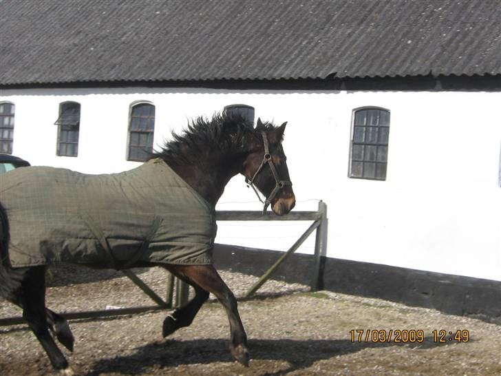 Anden særlig race Lillegårdens Zacho billede 13