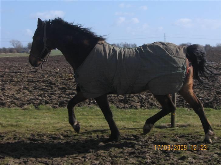 Anden særlig race Lillegårdens Zacho billede 18