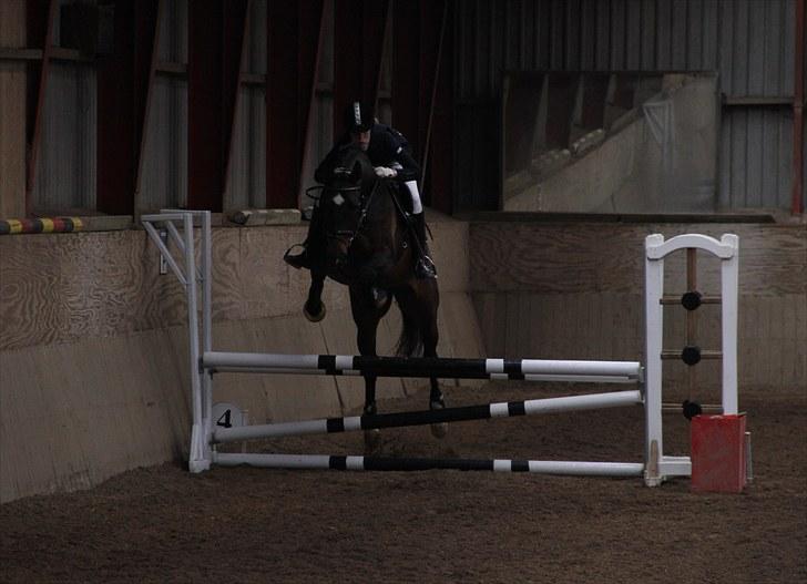 Dansk Varmblod Nana Lindebjerg - 18 #  Stævne 80/90 cm. 0 fejl :) dog lidt åbne forben..  Foto: Anna Ravn billede 19