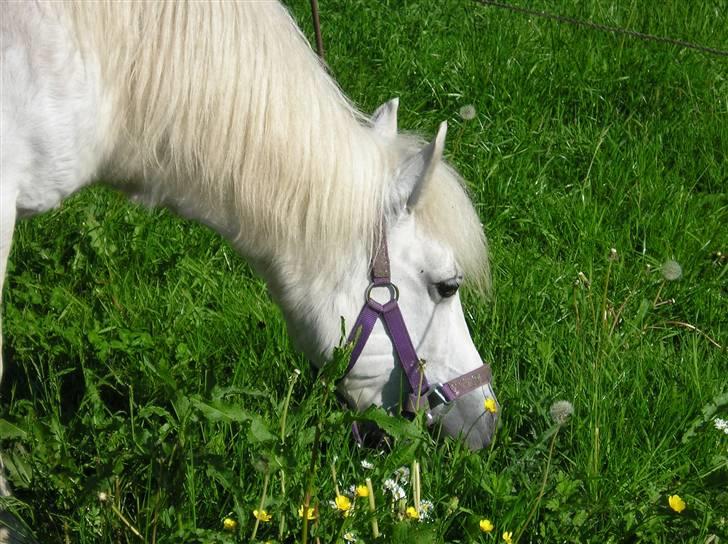 Anden særlig race Freja R.I.P 22/10 2010 billede 2
