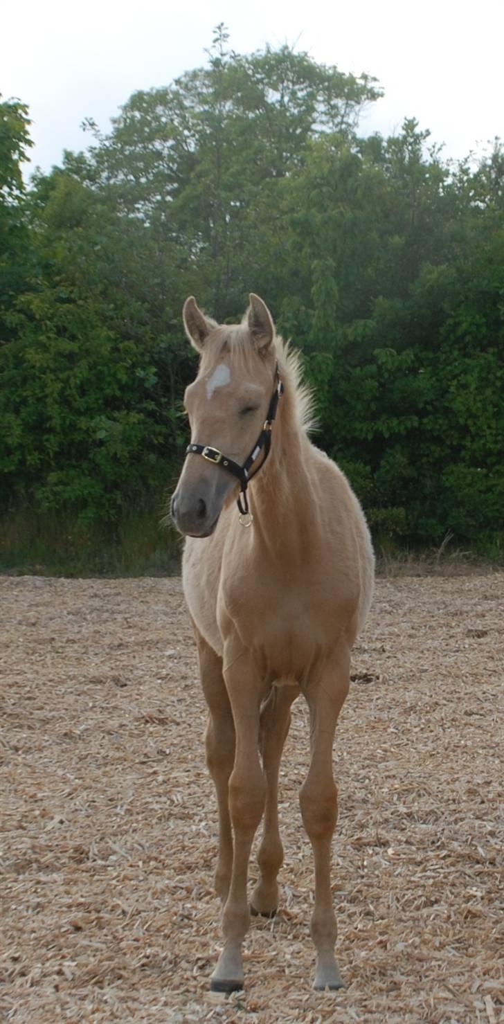 Palomino Lysgaards Dharma billede 9
