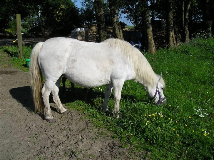 Anden særlig race Freja R.I.P 22/10 2010 - kom nu bare lidt længere... billede 3