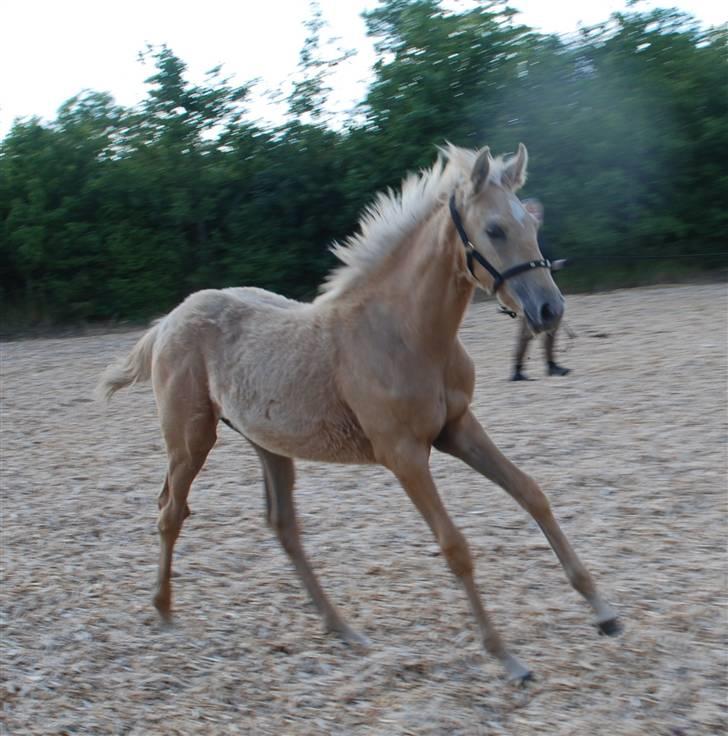 Palomino Lysgaards Dharma billede 10