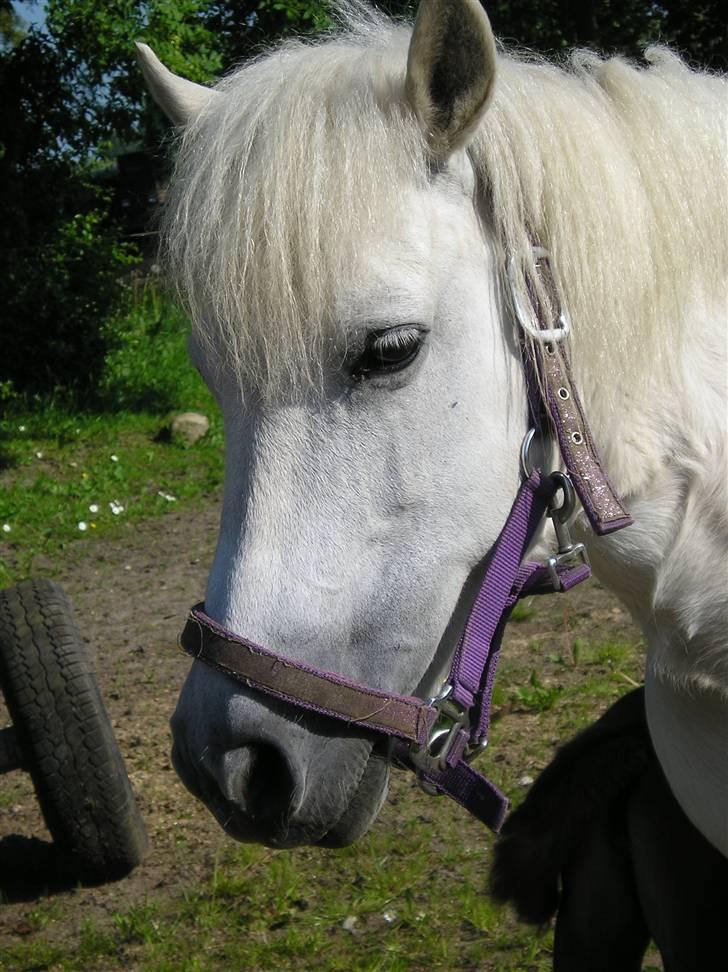 Anden særlig race Freja R.I.P 22/10 2010 billede 4