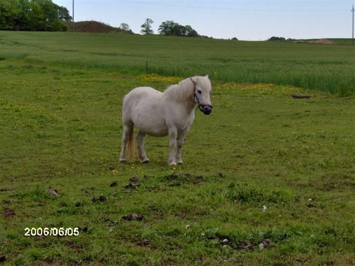 Anden særlig race Freja R.I.P 22/10 2010 - så slapper jeg lige af... billede 5