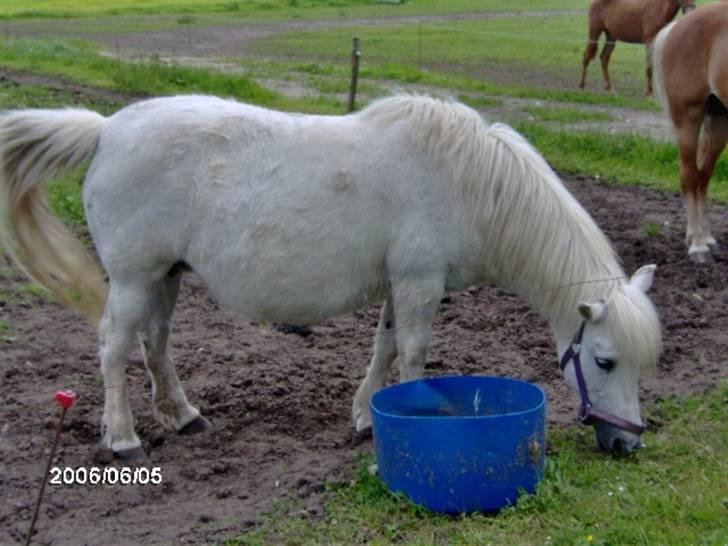 Anden særlig race Freja R.I.P 22/10 2010 billede 6