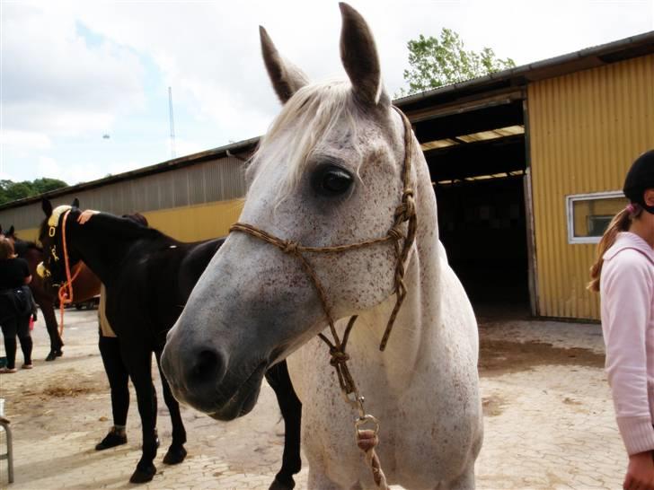 Shagya Araber (SH) Arabiens Mahayia FLYTTET - Lækker araber <3 foto : ?? billede 1