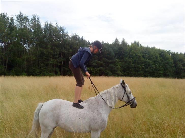 Shagya Araber (SH) Arabiens Mahayia FLYTTET - Dressur <3 billede 15