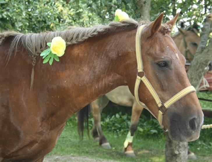 Anden særlig race |Sigurd| GL. Part.. - 1# velkommen til sigurd´s profil :) her er han bare smuk !<3 Foto: Roald. billede 1