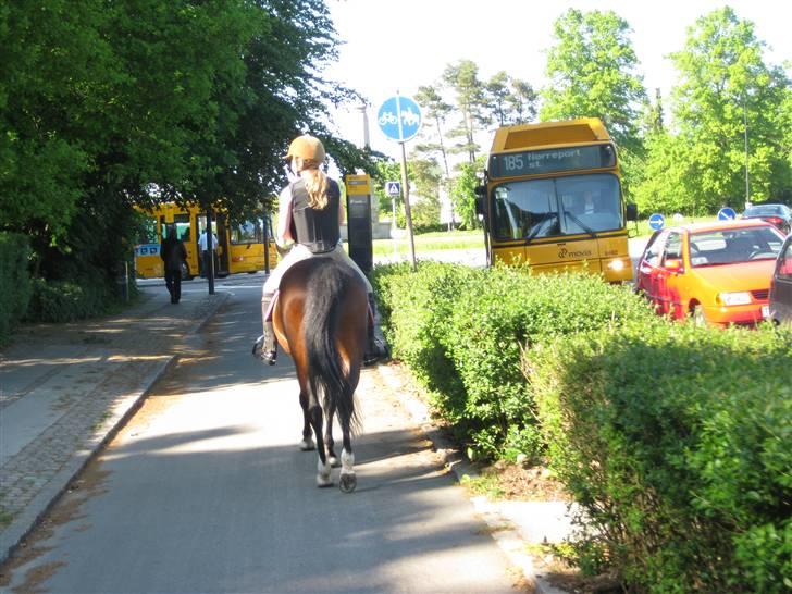 New Forest Fleur - gamle part. - Når ENDEN er god er alting godt xD Billede af min storebror :D billede 20