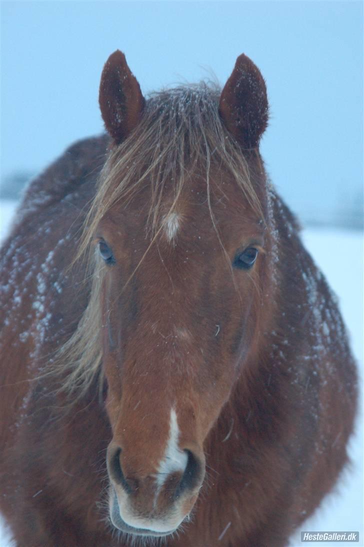 Anden særlig race |Sigurd| GL. Part.. - 12# sigurd i vinters<3 foto: cille M billede 12