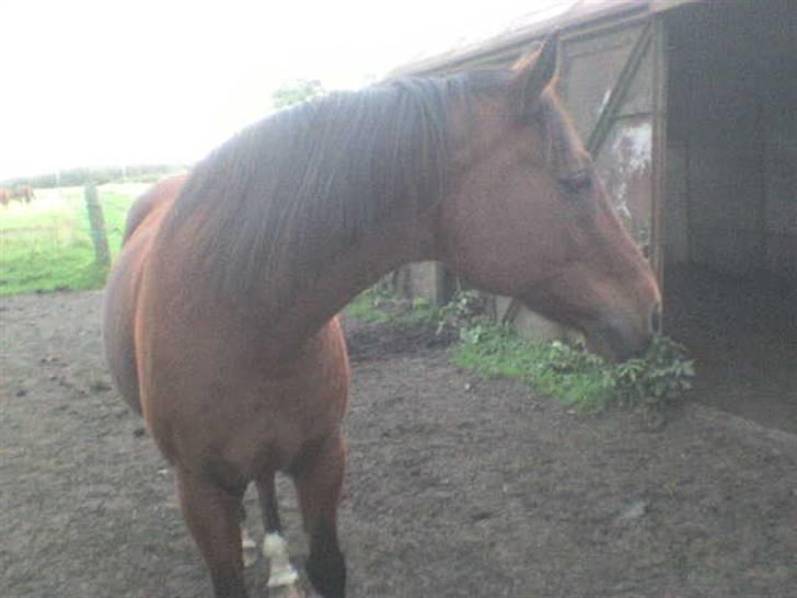 Anden særlig race Chivas *part* billede 3