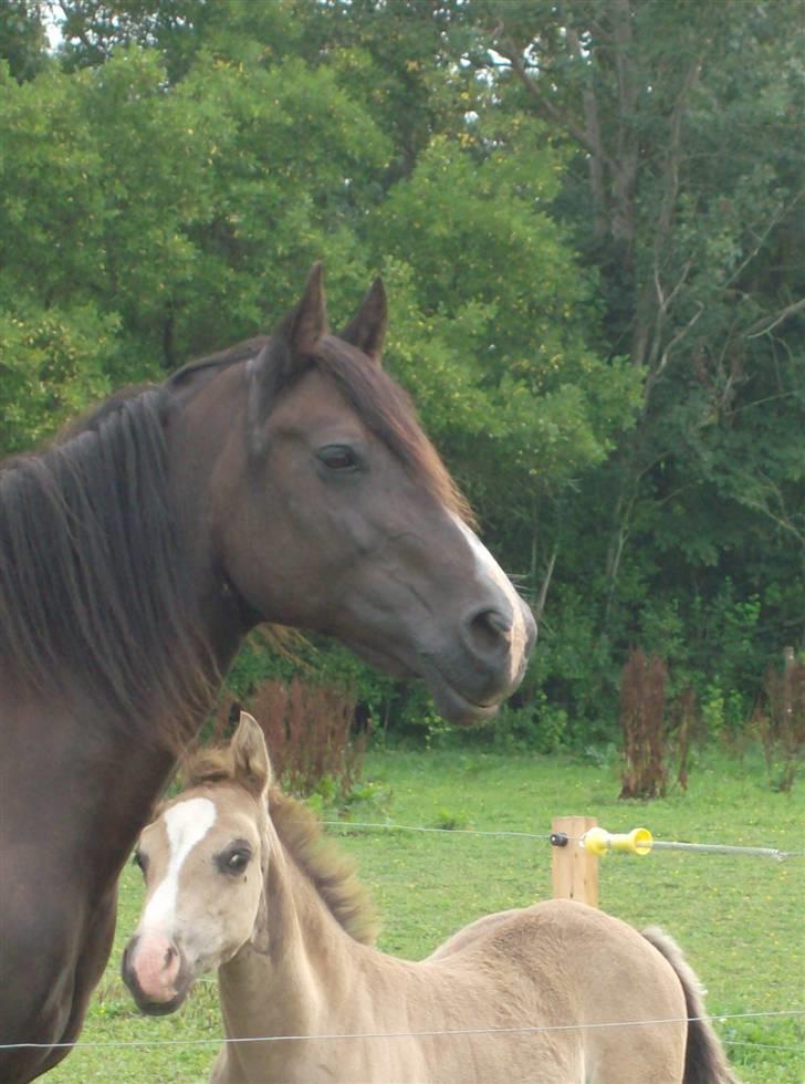 Welsh Cob (sec D) Derwen Genevieve (R.I.P.) - Sommer 2009. billede 10