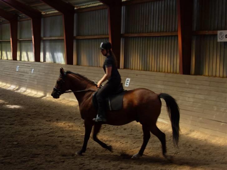 Anden særlig race Chivas *part* billede 6