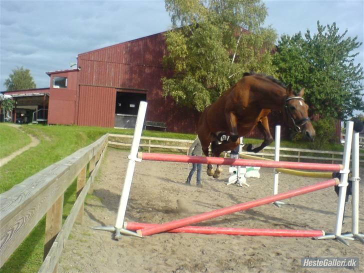 Anden særlig race Shorty billede 11