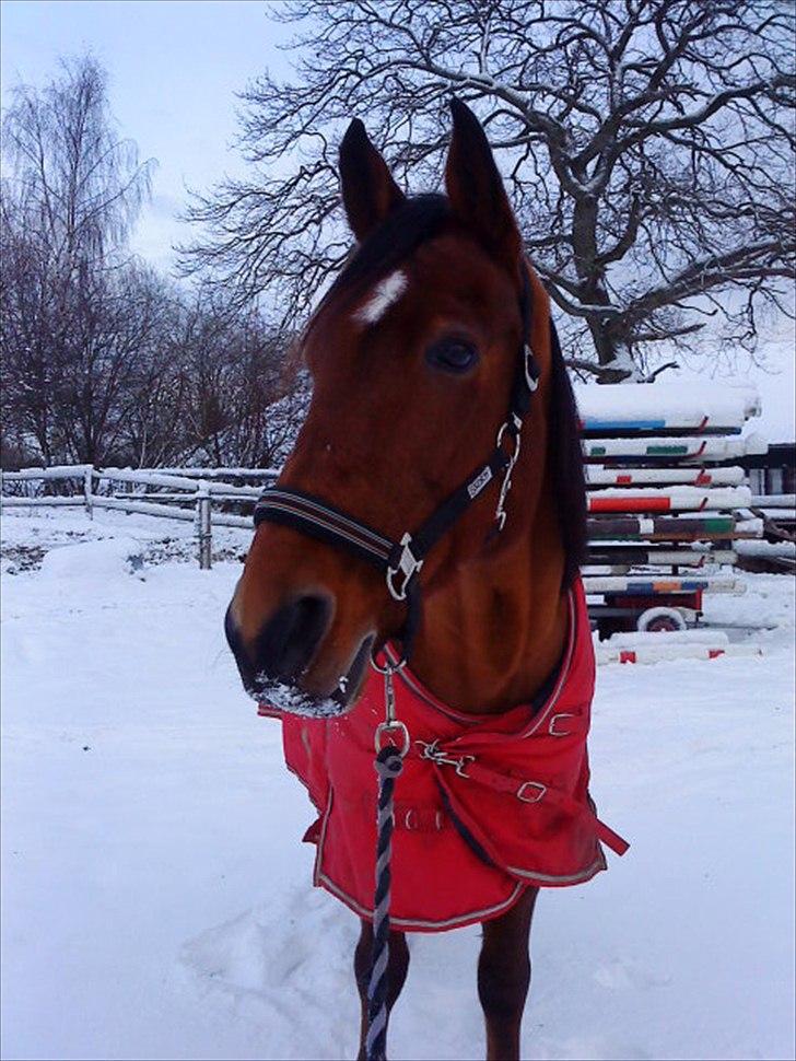 Anden særlig race Shorty billede 12