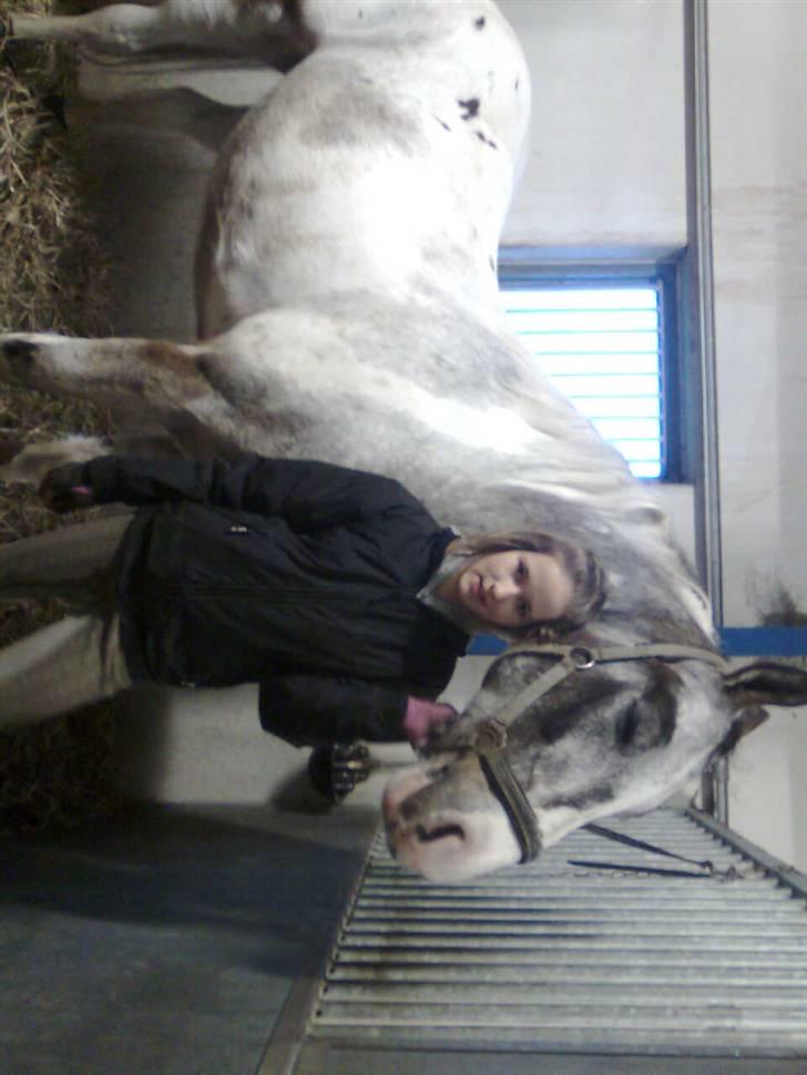 Anden særlig race Leifi <'3 - her er en som hjalp mig engang med at sadle leifi op :-) billede 9