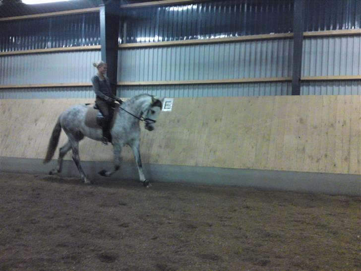 Pura Raza Española Bella Finata billede 17