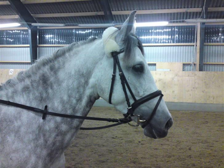 Pura Raza Española Bella Finata billede 18