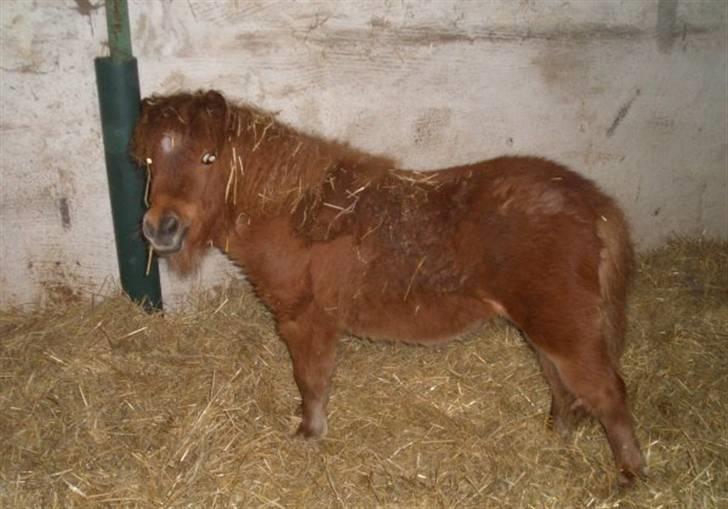 Shetlænder Lucky Lady billede 1