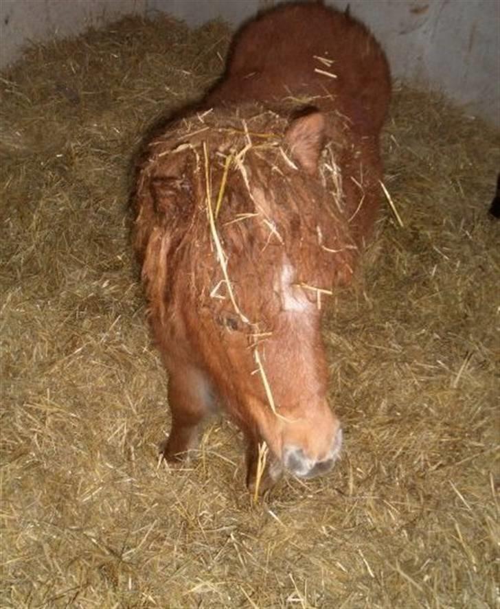 Shetlænder Lucky Lady billede 2