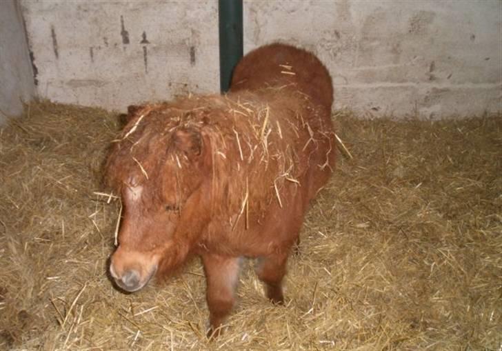 Shetlænder Lucky Lady billede 3