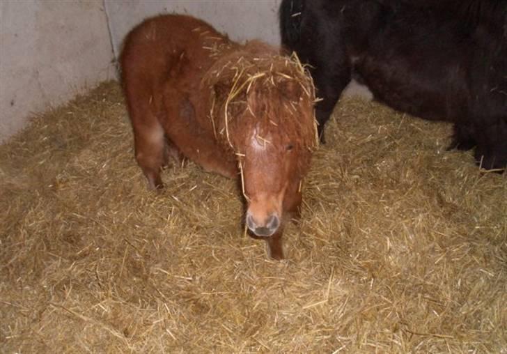 Shetlænder Lucky Lady billede 4