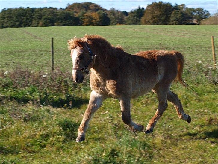 Anden særlig race Trixtan <3 mitet&alt - #3 Charme selvtillid og lækkert hår! <33 :* Det kan godt være at du er gammel, men det betyder ikke at der ikke er blærerøv i dig :D billede 3