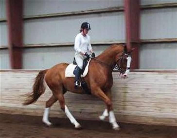 Hannoveraner White Welt *SOLGT* - træning :) billede 7