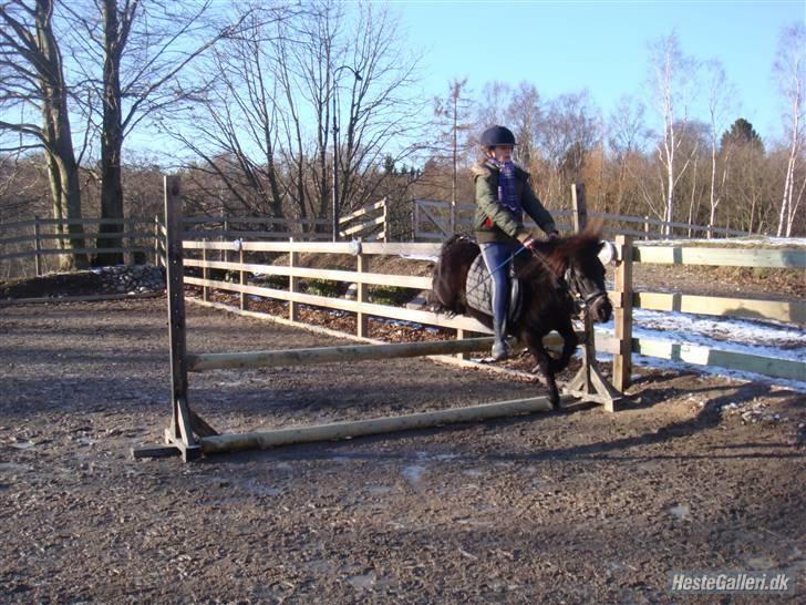 Shetlænder Eges Filur (Anton)  - jeg og anton på et lodret på 65 cm. billede 10