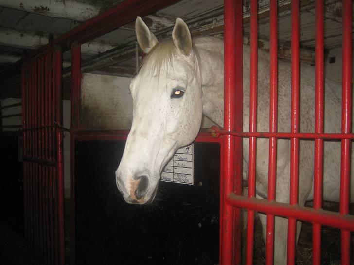 Dansk Varmblod A-Less (gammel part) - A-less i sin boks  billede 1